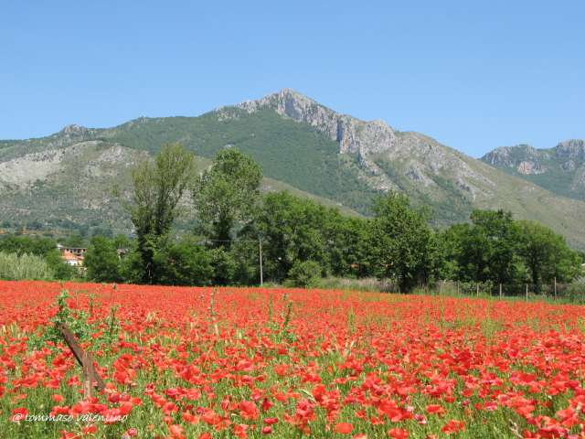 Papaveri 2007